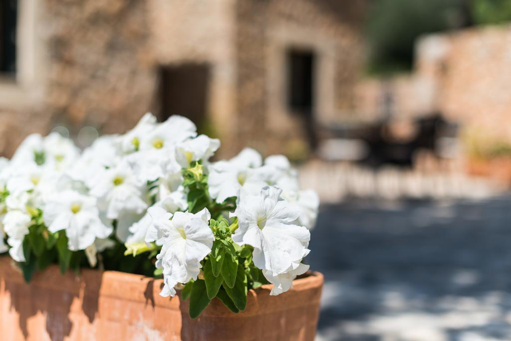 Es Pinar Villa Alaró Екстериор снимка